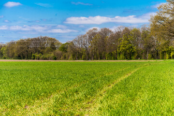 Green farmers field. Rural landscape