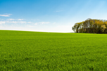 Green hill with dreamy clouds and blue sky in the background.