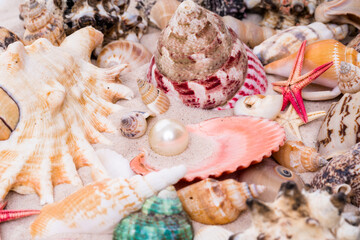 Starfish and seashells at the beach.  Beach Summer Vacation Background