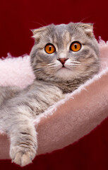 Portrait of Scottish fold cat