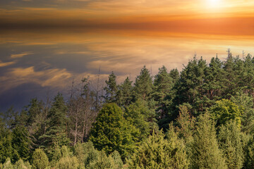 Green treetops between which are bark beetle infested trees. In the background is a colorful sky with the setting sun.
