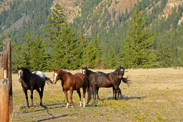 Four horses on the move in field with evergreen trees and mountain in background.