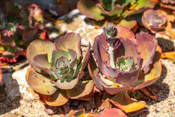 Close up of Echeveria flowers. 