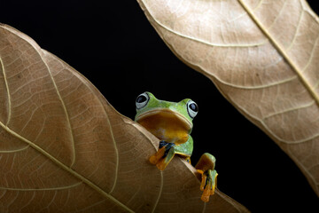 Black webbed tree frog among dry leaves © DS light photography