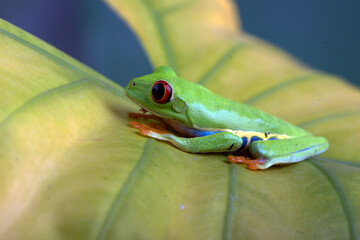 Red-eyed tree frog on a yellow leaf