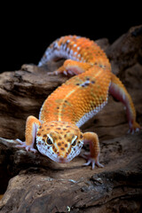 leopard gecko on a log