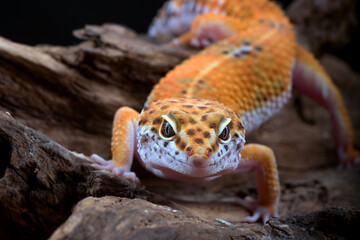 leopard gecko on a log