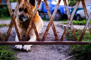Homeless abandoned ginger dog with sad eyes sits behind a fence