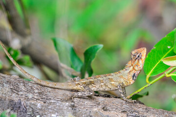 Changeable lizard, Calotes versicolor, is common reptile in Sri Lanka, also Asia