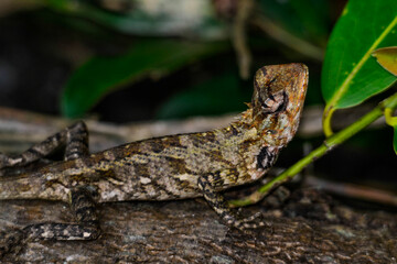 Changeable lizard, Calotes versicolor, is common reptile in Sri Lanka, also Asia