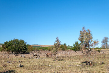 Fototapeta na wymiar Mature horses among the mountains and farmlands in South Africa