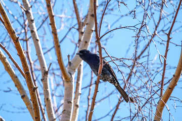 Fork-tailed drongo perched in a tree