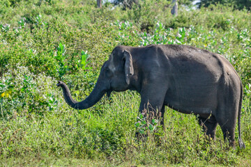 Family of elephants with young one in Uda Walawe National Park, Sri-Lanka