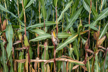 Closeup of corn nearing harvest time