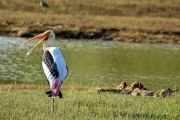Painted Stork in Yala West National Park, Sri Lanka