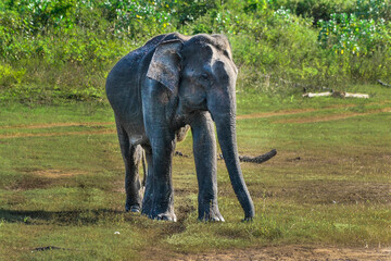 Family of elephants with young one in Uda Walawe National Park, Sri-Lanka