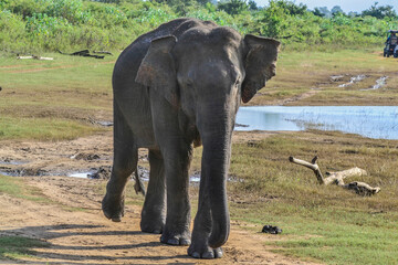 Family of elephants with young one in Uda Walawe National Park, Sri-Lanka