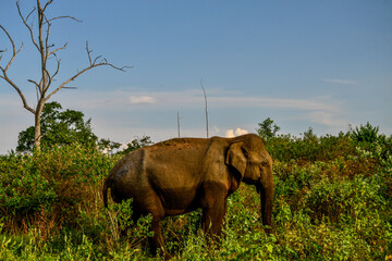Family of elephants with young one in Uda Walawe National Park, Sri-Lanka