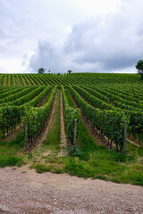 Fototapeta na wymiar Riesling vineyard near Oppenheim, Germany. Rheinhessen wine region. Wine tourism. Vertical image. Copy space. 