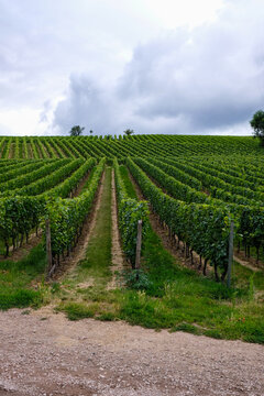 Riesling vineyard near Oppenheim, Germany. Rheinhessen wine region. Wine tourism. Vertical image. Copy space. 