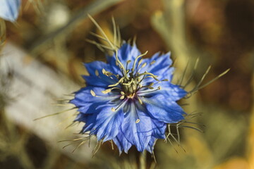 Macro photo. Blue flower in the garden 