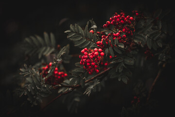 Red berries dark and moody place for text