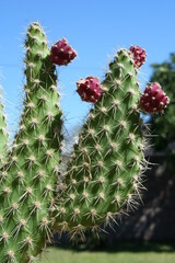 Càctus con frutos rojos pequeños espinoso color verde en el macetero del jardìn de la casa.