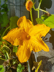 yellow flower in the garden