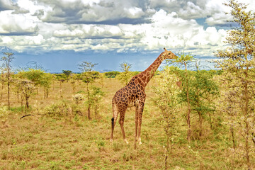 Tanzania, Serengeti park – Giraffe.