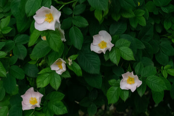 Oil painting. Five pink roses with dark green leaves on a bush in summer