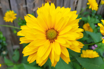 yellow flowers in the garden