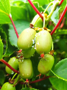 hardy kiwi (in german Kiwibeeren also Mini-Kiwi) Actinidia arguta