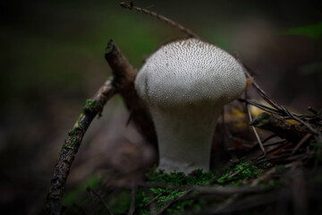 Small round porcini mushrooms. Mushrooms in the forest. Macrophotography. Selective focus.