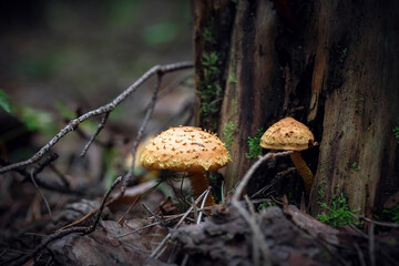 A beautiful fly agaric in the forest. Photo of mushrooms. The kingdom of mushrooms. Macrophotography. Natural background.