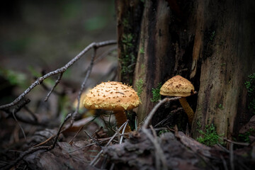 A beautiful fly agaric in the forest. Photo of mushrooms. The kingdom of mushrooms. Macrophotography. Natural background.