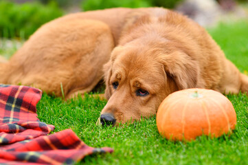 Close-up portrait of a dog lying on the lawn next to a pumpkin and a red blanket.