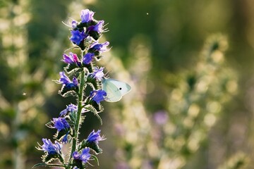 Butterfly on flower at sunset. Bucharest sunset. Vacaresti Natural Park.