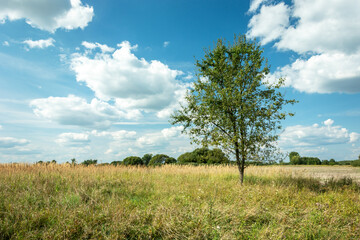Fototapeta na wymiar Tree on the meadow and white clouds against the blue sky