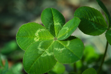 Fototapeta na wymiar Five-leaf clover, a symbol of good luck