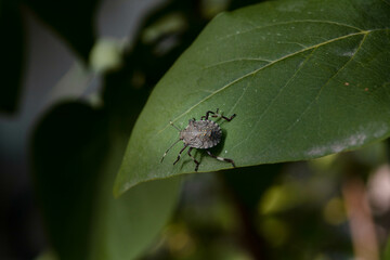 Macro Photography of a Marmorated stink bug (Halyomorpha halys) nymph, standing on a Syringa (lilac) leaf