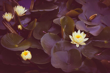 Fototapeta na wymiar Water lily, lotus in after sunset at blue hour