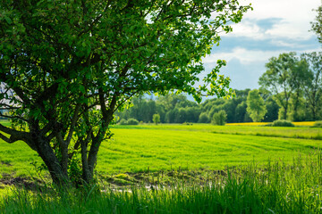 Green tree in the foreground, field and forest