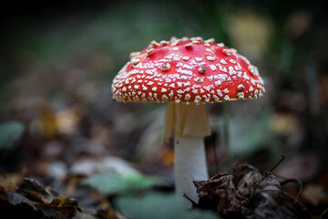 A big red fly agaric in the forest. Mushroom close-up. Natural background.
