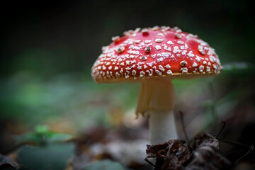 A big red fly agaric in the forest. Mushroom close-up. Natural background.