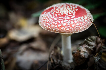 Fly agaric in the forest. Mushroom close-up.