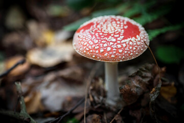 A big red fly agaric in the forest. Mushroom close-up. Natural background.
