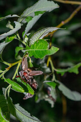 May beetle sits on a tree branch