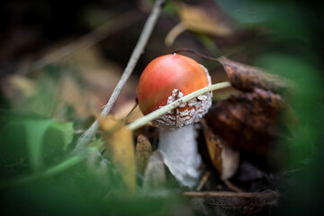 A big red fly agaric in the forest. Mushroom close-up. Natural background.