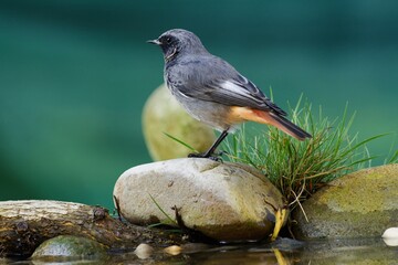 Male black redstart ( Phoenicurus ochruros) stands on a stone by a bird's watering hole. Moravia....