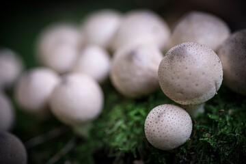 Small round porcini mushrooms. Mushrooms in the forest. Macrophotography. Selective focus.